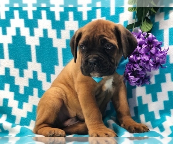 Medium Photo #5 Cane Corso Puppy For Sale in CLAY, PA, USA
