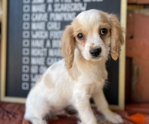 Cavachon Puppy for sale in GAY, GA, USA