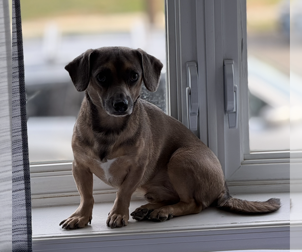 Medium Photo #5 Chiweenie Puppy For Sale in Oakhurst, NJ, USA