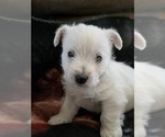 Small #1 West Highland White Terrier