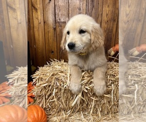 Golden Retriever Puppy for Sale in NEOLA, West Virginia USA