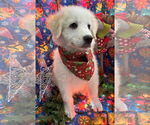 Small #1 Great Pyrenees