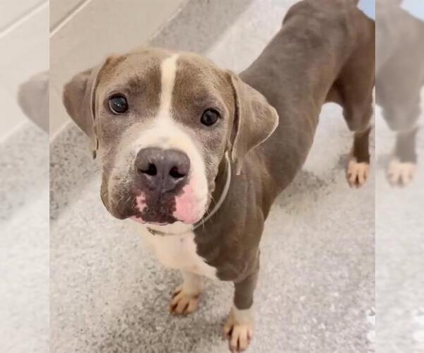 Medium Photo #2 Staffordshire Bull Terrier Puppy For Sale in Houston, TX, USA