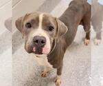 Small #1 Staffordshire Bull Terrier