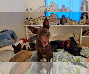 Labrador Retriever-Miniature Pinscher Mix Dogs for adoption in Phoenix, AZ, USA