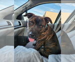 Small #2 American Pit Bull Terrier Mix