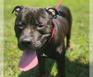 American Pit Bull Terrier Dogs for adoption in St. Cloud, FL, USA