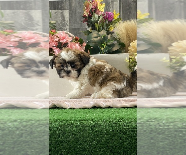 Medium Photo #4 Shih Apso Puppy For Sale in CANOGA, NY, USA