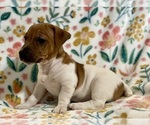 Small Photo #19 Jack Russell Terrier Puppy For Sale in FORT PIERCE, FL, USA