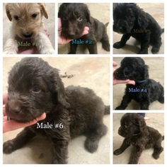 Labradoodle Puppy for sale in OKEENE, OK, USA