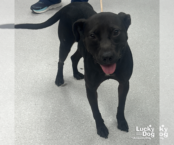 Medium Photo #4 Labrador Retriever-Unknown Mix Puppy For Sale in Washington, DC, USA