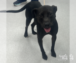 Small #3 Labrador Retriever Mix