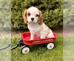 Small Photo #1 Cavalier King Charles Spaniel Puppy For Sale in MIDDLEBURY, IN, USA