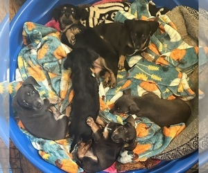Chiweenie Puppy for sale in MARION, OH, USA
