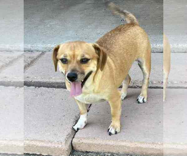 Medium Photo #5 Chihuahua-Unknown Mix Puppy For Sale in La Verne, CA, USA