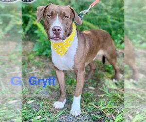 Labrador Retriever-Unknown Mix Dogs for adoption in Ellijay, GA, USA