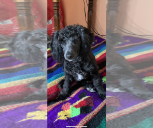 Pinny-Poo Puppy for sale in PHILA, PA, USA