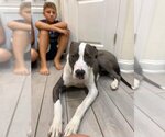 Small #5 American Pit Bull Terrier-Great Dane Mix