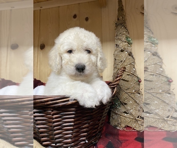 Medium Photo #11 Goldendoodle Puppy For Sale in BARDSTOWN, KY, USA