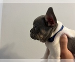 Image preview for Ad Listing. Nickname: FrenchiesByLuck