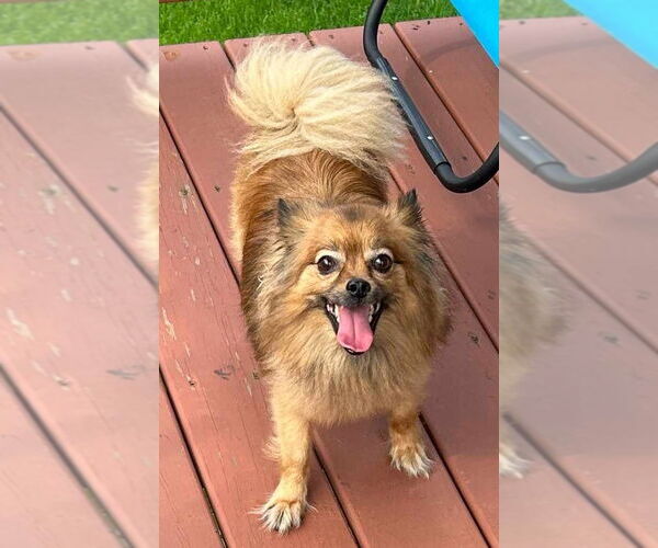 Medium Photo #8 Pomeranian Puppy For Sale in Lebanon, PA, USA