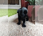 Small #2 Labrador Retriever