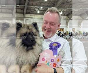 Keeshond Puppy for sale in MILFORD, MA, USA