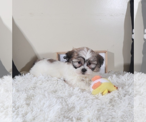 Medium Photo #2 Zuchon Puppy For Sale in MOUNT VERNON, OH, USA