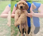 Puppy AKC Sawyer Golden Retriever