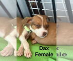 Small Boxer Mix
