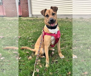 Labrador Retriever-Unknown Mix Dogs for adoption in Greenbelt, MD, USA
