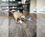 Small #16 Plott Hound Mix