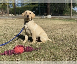 Labrador Retriever Puppy for sale in GERBER, CA, USA