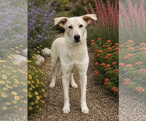 Medium Photo #3 Mutt Puppy For Sale in PIPE CREEK, TX, USA