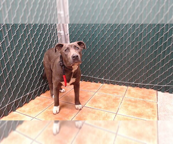 Medium Photo #1 Mutt Puppy For Sale in Downey, CA, USA