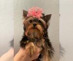Small Photo #5 Yorkshire Terrier Puppy For Sale in PALO ALTO, CA, USA