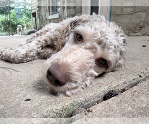 Cockapoo (Miniature) Puppy for sale in BALTIMORE, MD, USA