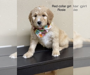 Aussiedoodle-Australian Labradoodle Mix Puppy for sale in BATTLE GROUND, WA, USA