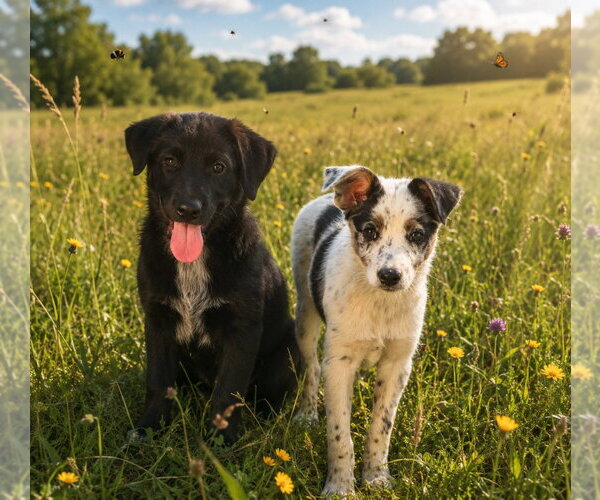 Medium Photo #2 Australian Shepherd-Unknown Mix Puppy For Sale in Claremore, OK, USA