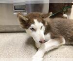 Small Siberian Husky