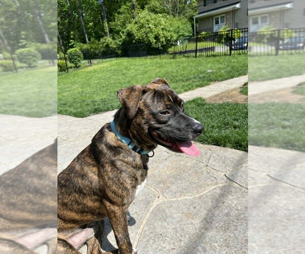 Medium Photo #8 Boxer-Unknown Mix Puppy For Sale in Springdale, PA, USA
