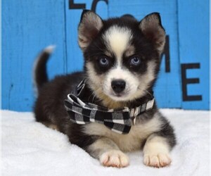 Pomsky Puppy for sale in COSHOCTON, OH, USA