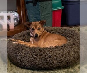 Mutt Dogs for adoption in Gwinn, MI, USA