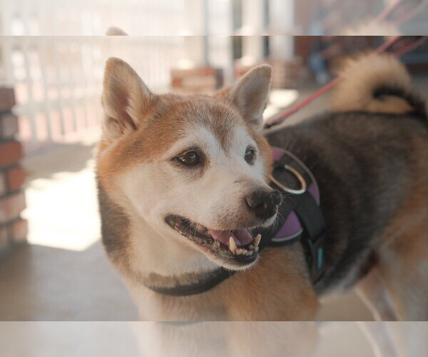 Medium Photo #7 Shiba Inu Puppy For Sale in San Jose, CA, USA