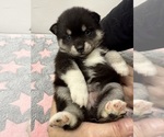 Small #7 Pomsky-Shiba Inu Mix