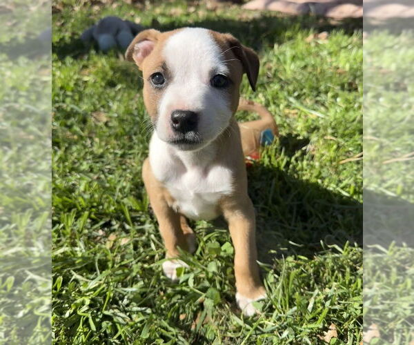 Medium Photo #7 Australian Shepherd-Unknown Mix Puppy For Sale in OKLAHOMA CITY, OK, USA