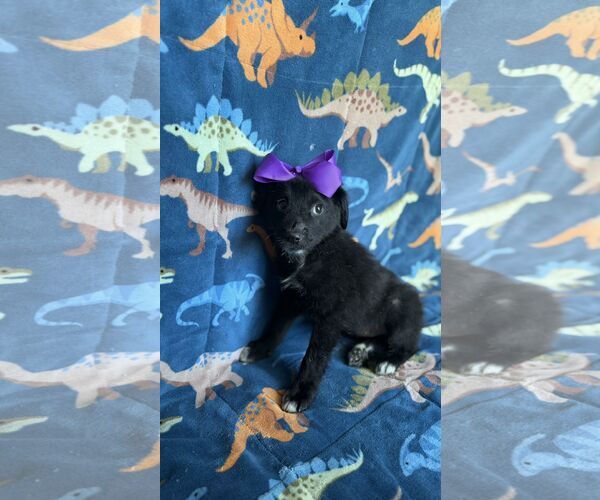 Medium Photo #1 Labrador Retriever Puppy For Sale in NYC, NY, USA