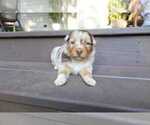 Puppy Captain Miniature Australian Shepherd