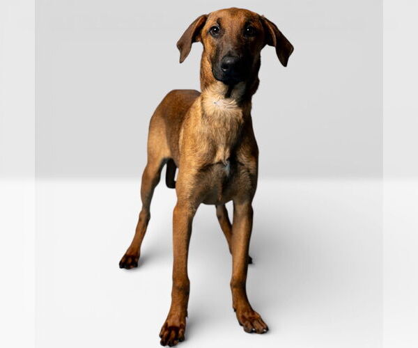 Medium Photo #2 Doberman Pinscher-Unknown Mix Puppy For Sale in Rowlett, TX, USA