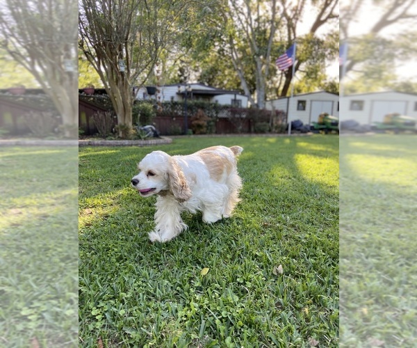 Medium Photo #1 Cocker Spaniel Puppy For Sale in JACKSONVILLE, FL, USA